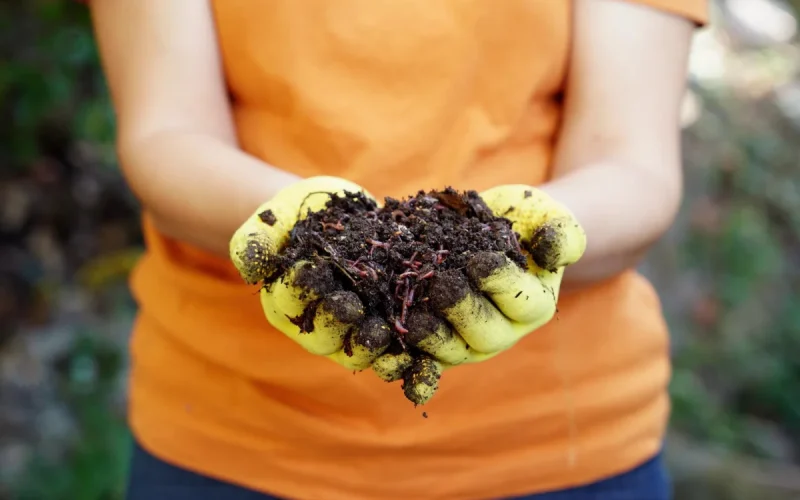 Person wearing yellow gloves and an orange shirt holds a pile of soil with visible worms outdoors, showcasing natural worm castings—an excellent organic fertilizer and soil amendment for healthy gardens.