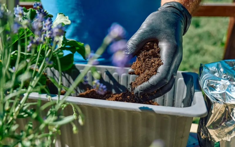 A person wearing a black glove adds soil to a rectangular planter with green plants and purple flowers outdoors.