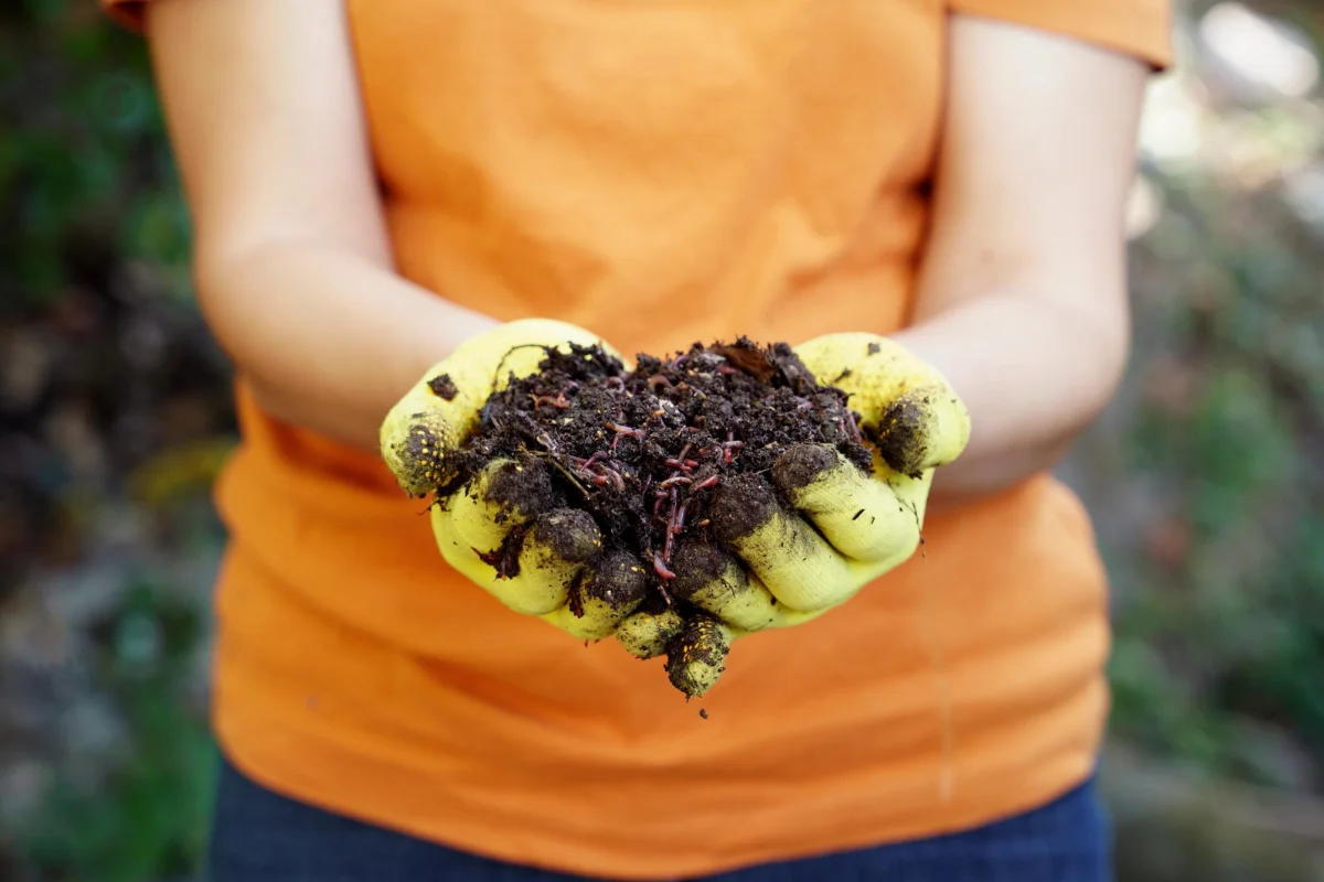 Person wearing yellow gloves and an orange shirt holds a pile of soil with visible worms outdoors, showcasing natural worm castings—an excellent organic fertilizer and soil amendment for healthy gardens.