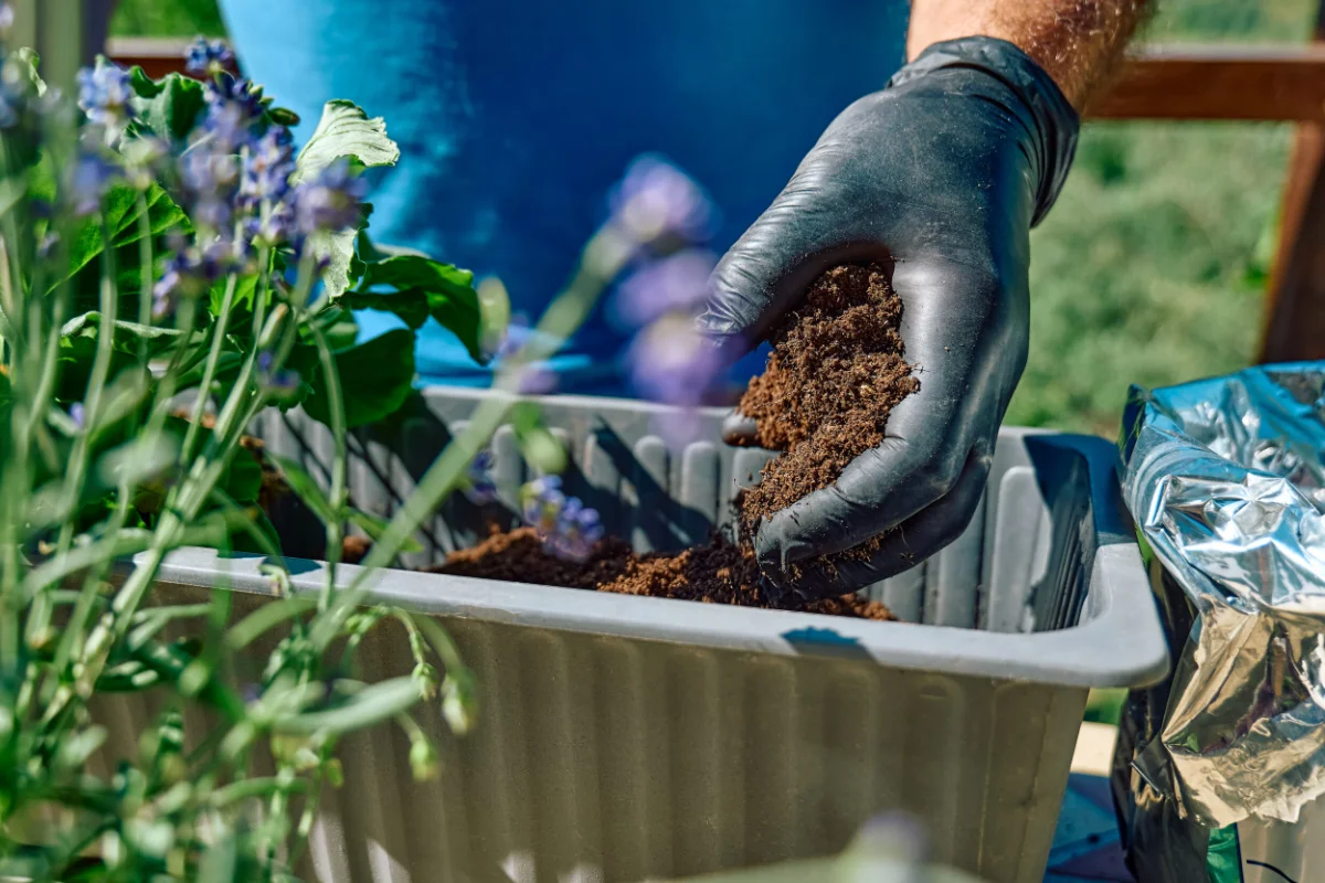 A person wearing a black glove adds soil to a rectangular planter with green plants and purple flowers outdoors.